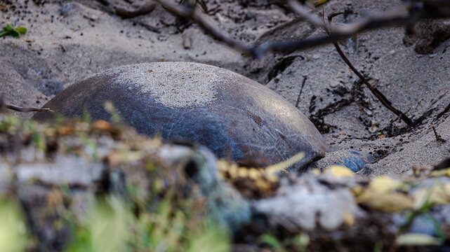 Green Sea Turtle digging a nest on Lady Elliot Island, Queensland, Australia