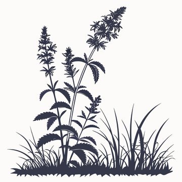stachys byzantina silhouette vector on white