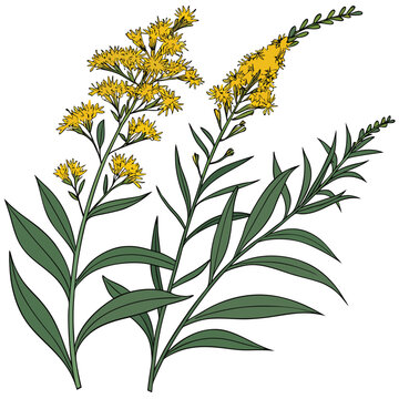 solidago altissima flower vector isoalted