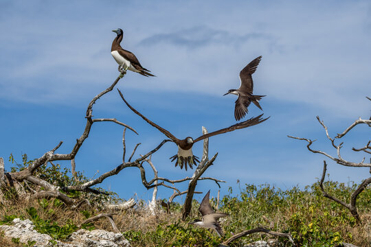 Brown Booby on Lady Elliot Island, Queensland, Australia