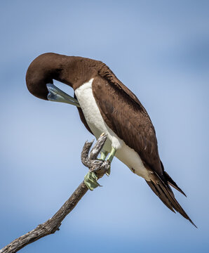 Brown Booby on Lady Elliot Island, Queensland, Australia