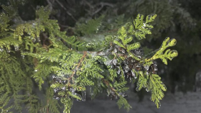 Natural winter scene juniper with evergreen leaves covered in thin layer of ice swaying in wind, close-up. Icy twigs on Cypress sparkle in bright sunlight, concept transition from fall to winter 