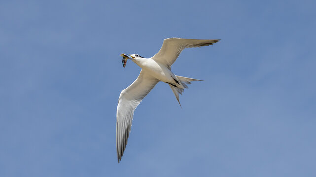 Greater Crested Tern on Lady Elliot Island, Queensland, Australia
