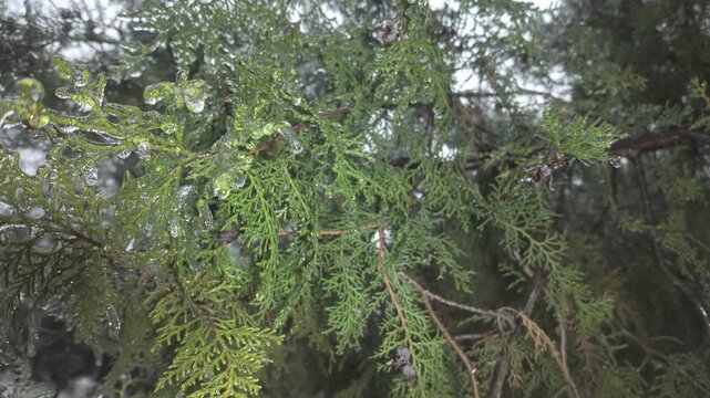 Close-up of evergreen branches of thuja with frozen droplets and small icicles against soft winter background. Natural winter scene: iced evergreen branches of an arborvitae tree 