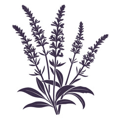 Obraz premium silhouette of salvia nemorosa vector flower
