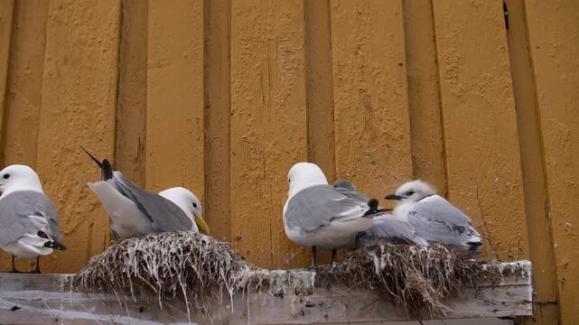 Seagulls nesting on wooden ledge against yellow wall