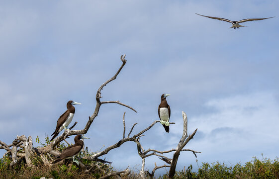 Brown Booby on Lady Elliot Island, Queensland, Australia