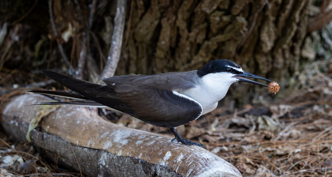 Bridled Tern on Lady Elliot Island, Queensland, Australia