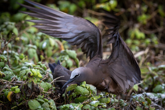 Lesser Noddies, Lady Elliot Island, Queensland, Australia