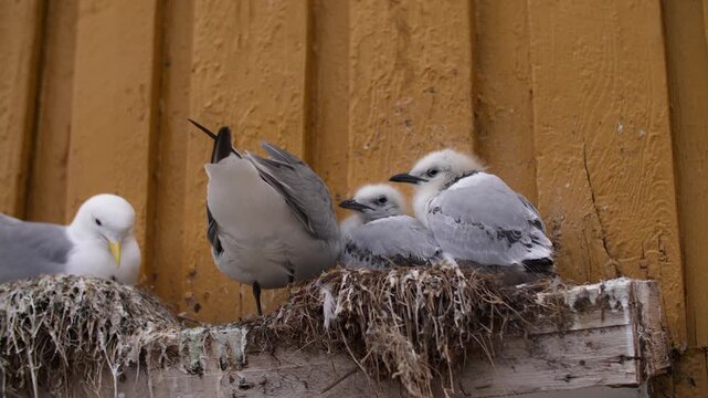 Seagull chicks and adults on nest ledge against wall