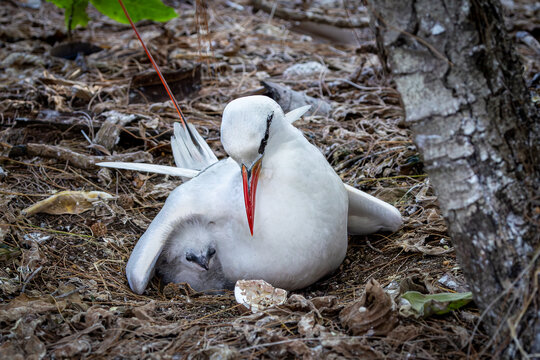 Red-tailed Tropicbird feeding its chick on Lady Elliot Island, Australia