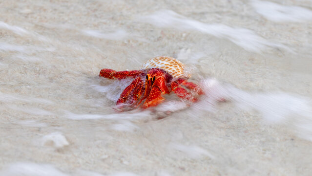 Red Hermit Crab entering the water on Lady Elliot Island, Queensland, Australia