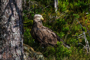 Fototapeta premium Seeadler (Haliaeetus albicilla)