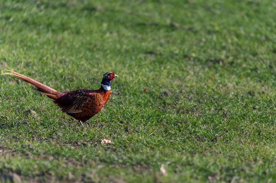 Male common pheasant with vibrant plumage walking on a green spring meadow