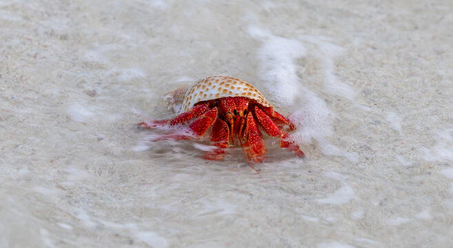 Red Hermit Crab entering the water on Lady Elliot Island, Queensland, Australia