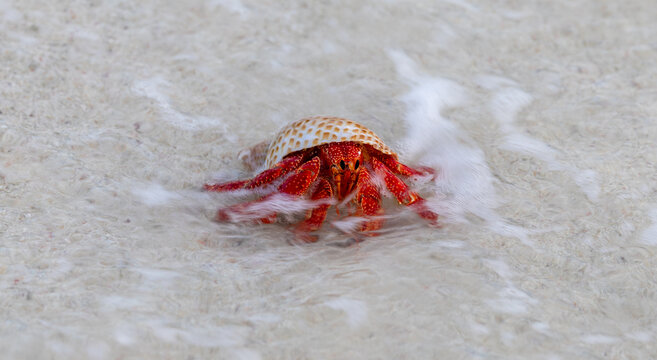Red Hermit Crab entering the water on Lady Elliot Island, Queensland, Australia