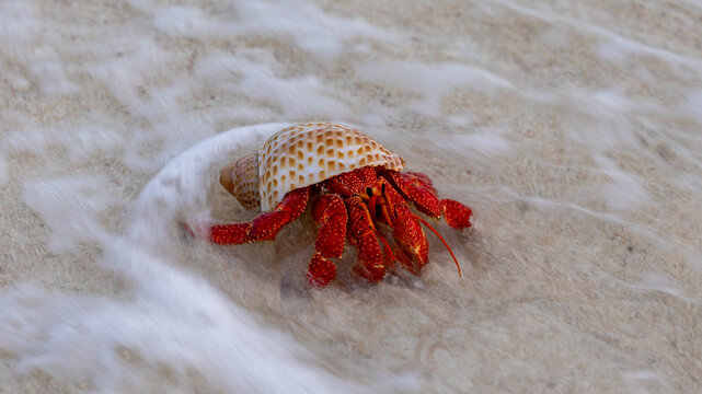 Red Hermit Crab entering the water on Lady Elliot Island, Queensland, Australia