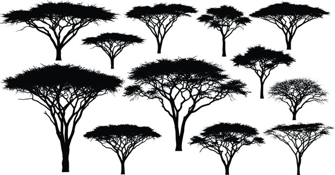Silhouette acacia trees scattered savanna landscape biodiversity natural scenery ecology environment vector illustration design artwork concept