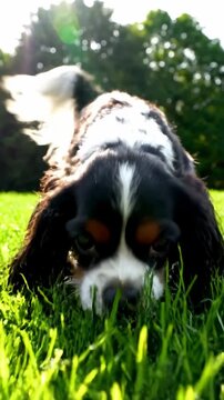Adorable Cavalier King Charles Spaniel lying in the green grass under bright sunlight for pet care and animal lifestyle content. Vertical. Video. Portrait Orientation.