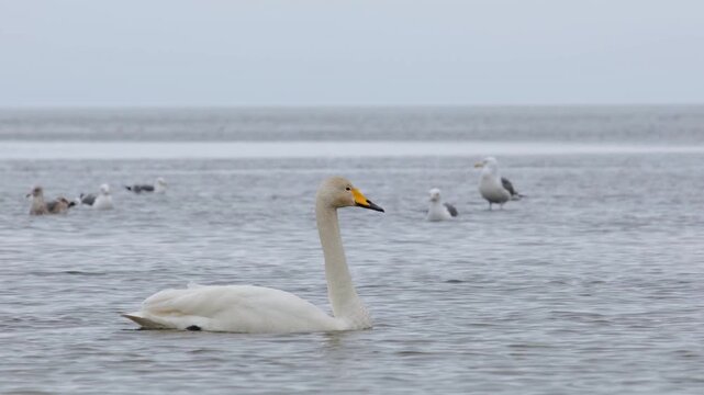 Whooper swan swimming in the sea.