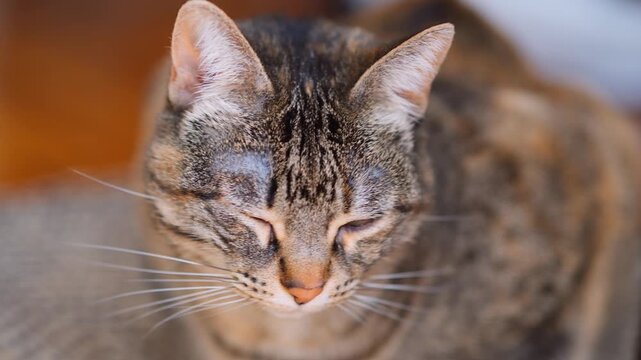 Close-Up Of Sleepy Tabby Cat Lying Indoors With Soft Warm Lighting And Detailed Fur