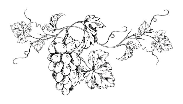 Organic grapevine composition of grape clusters, leaves and curling tendrils. Isolated botanical ink vector illustration. Hand drawn for vineyard promotion, wine labels, posters, packaging design.