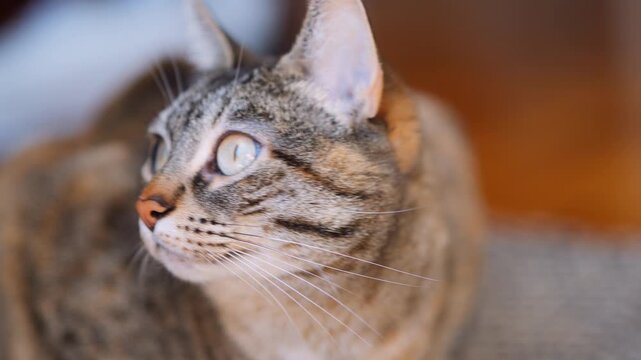 Close-Up Portrait of a Tabby Cat With Bright Blue Eyes and Detailed Whiskers Indoors