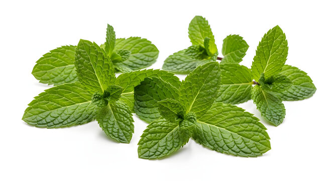 Fresh green peppermint leaves isolated on white background provide a healthy herbal ingredient with a cooling menthol aroma for aromatic food and natural medicine