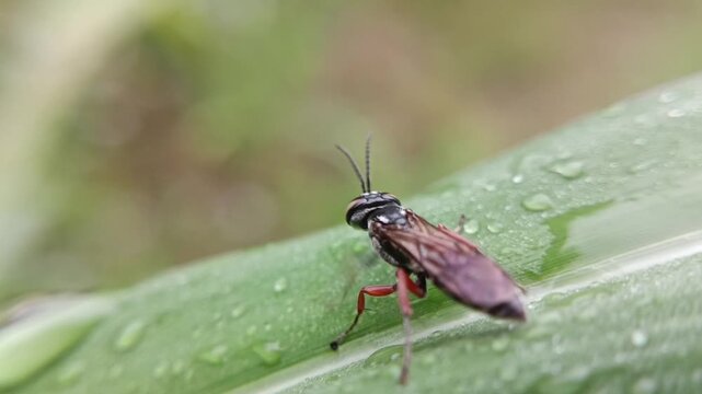 macrofauna of sawflies on leaves of the order Hymenoptera, invasive leaf-eating insect pests