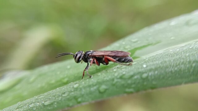 macrofauna of sawflies on leaves of the order Hymenoptera, invasive leaf-eating insect pests