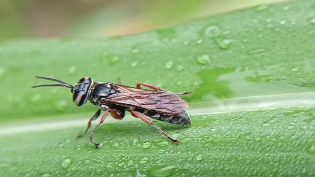 macrofauna of sawflies on leaves of the order Hymenoptera, invasive leaf-eating insect pests