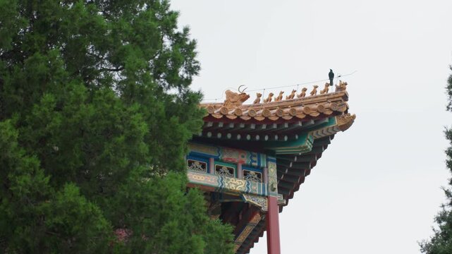 Ornate temple roof framed by trees, solitary bird swooping beneath decorated eaves, muted overcast sky, painted beams and gilded ornament, closeup on carved bracket, tranquil heritage atmosphere ideal