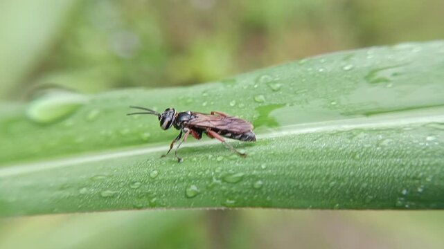 macrofauna of sawflies on leaves of the order Hymenoptera, invasive leaf-eating insect pests