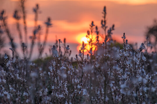 Tramonto tra gli asfodeli