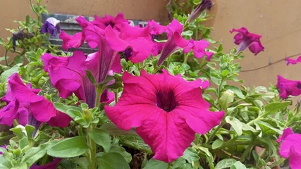 Fototapeten Pink Vibrant Pink Petunia Flowers in Garden Close Up  © Chandan