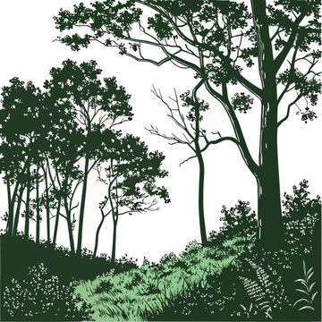 Vector illustration of a forest landscape with trees and foliage for nature and ecology designs