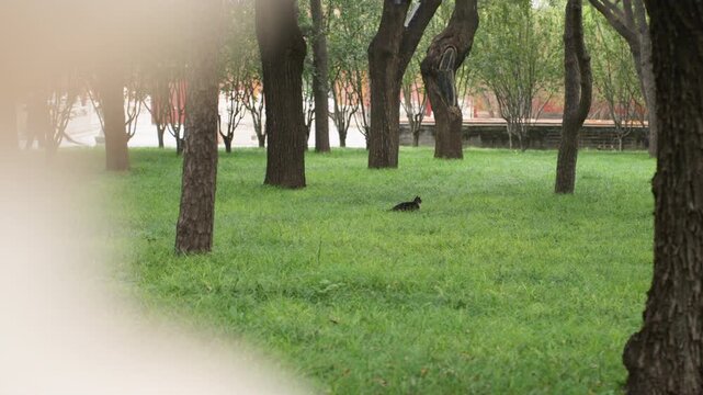 Green park grove with crow foraging across wet lawn beneath shaded trees, soft foreground blur suggests hidden vantage point, muted overcast light, calm urban nature scene with distant benches