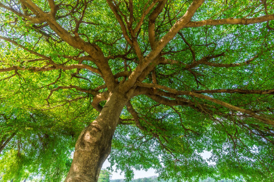The canopy branches of a Black Afara. View up through the canopy with leaves and branches