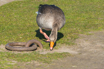 Blässgans Blessgans auf Wiese © pusteflower9024