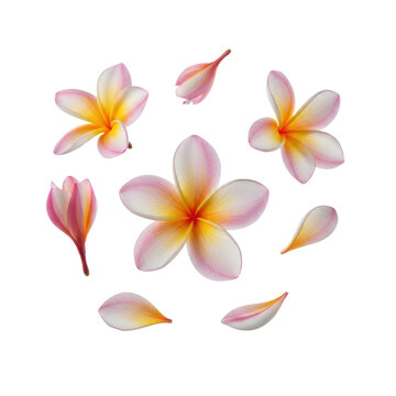 hyper-realistic macro photograph of delicate plumeria (frangipani) flowers floating weightlessly on a seamless transparent studio background, concept of absolute natural purity and tranquility