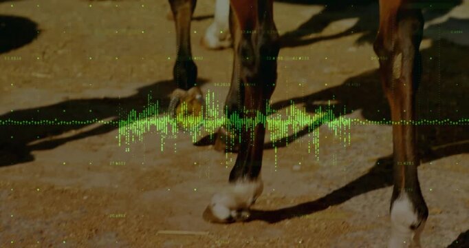Horse hooves walking sunlit yard, green waveform overlay syncing with hoof impacts for sound design
