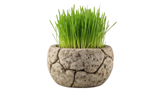 A small potted plant with green grass