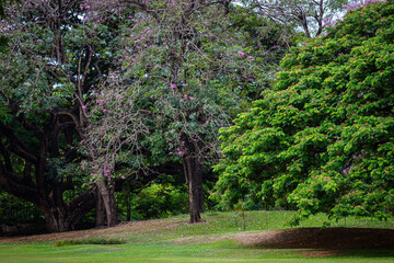 Fototapeta premium Green tropical tree park meadow with pink blossom flower city public park