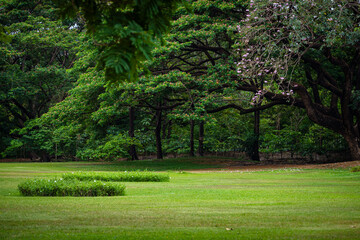 Obraz premium Green tropical tree park meadow with pink blossom flower city public park