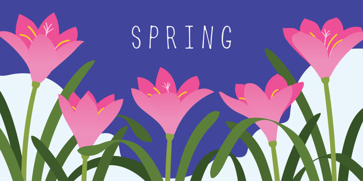 Rain lily. Vector illustration of blooming flowers in spring for card, poster, background.