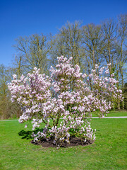Magnolia ( IA remplissage génératif )