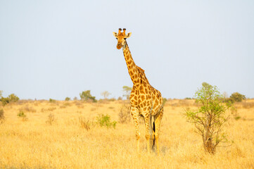 Giraffe (Giraffa camelopardalis) standing on savanna, looking at camera, Kruger national park, South Africa. © andreanita