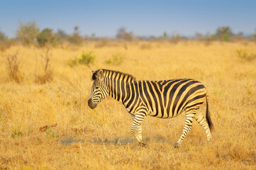 Naklejka premium Plains Zebra (Equus quagga) walking on savanna at sunrise, Kruger National Park, Mpumalanga, South Africa.