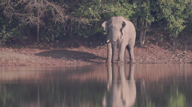 A rare and powerful sighting of a mature wild Asian bull elephant (Tusker) in the state of Musth. Observe the visible secretion from the tempo, a sign of heightened testosterone and dominance. This ma