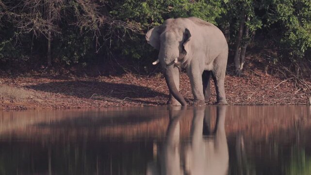 A rare and powerful sighting of a mature wild Asian bull elephant (Tusker) in the state of Musth. Observe the visible secretion from the tempo, a sign of heightened testosterone and dominance. This ma